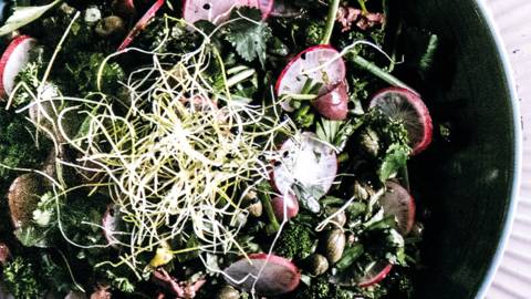 Salade d’herbes aromatiques